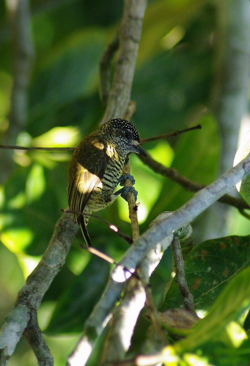 Golden-spangled Piculet (Picumnus exilis) photo