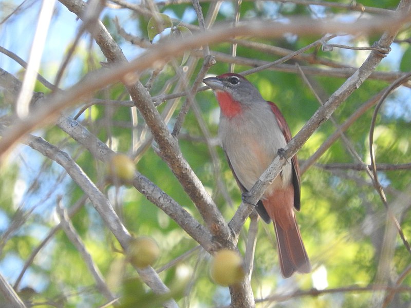Rose-throated Tanager (Piranga roseogularis) photo