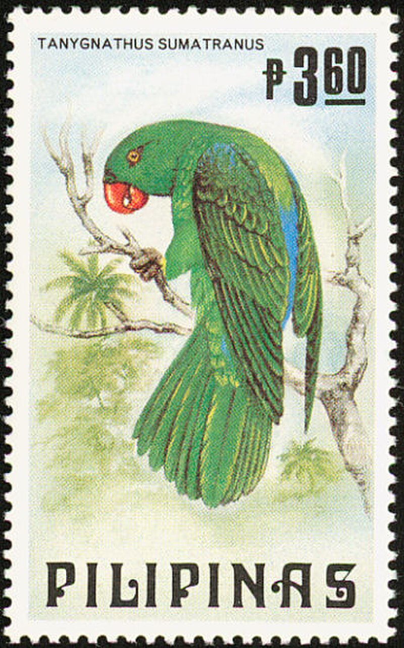 Azure-rumped Parrot (Tanygnathus sumatranus) photo