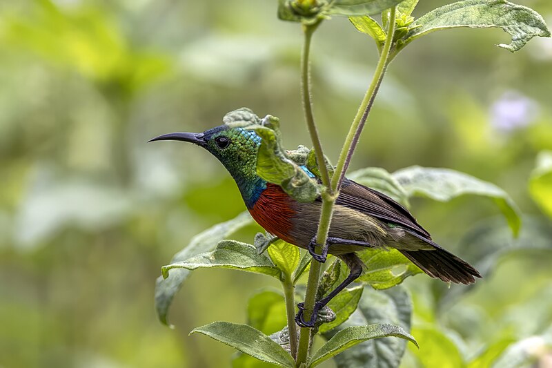 Tiny Sunbird (Cinnyris minullus) photo