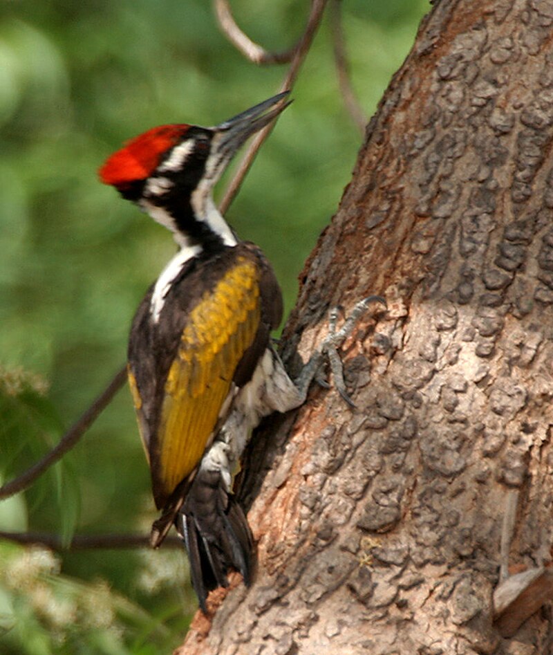 White-naped Woodpecker (Chrysocolaptes festivus) photo