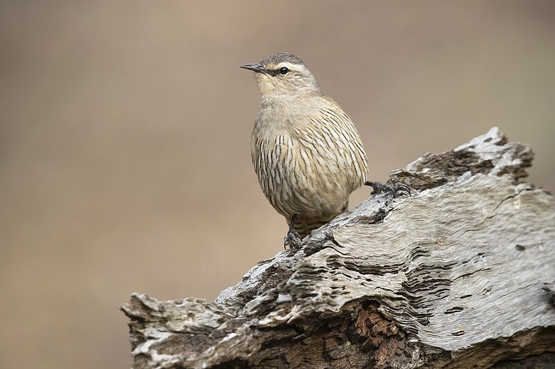 Brown Treecreeper (Climacteris picumnus) photo