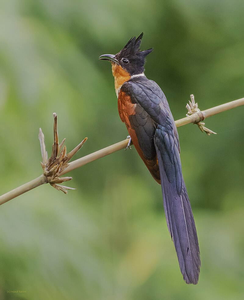 Chestnut-winged Cuckoo (Clamator coromandus) photo