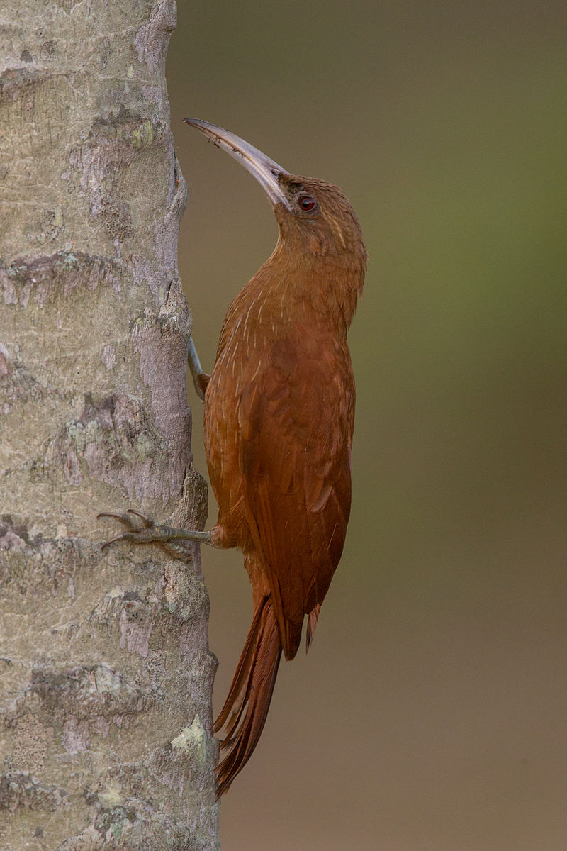 Great Rufous Woodcreeper (Xiphocolaptes major) photo