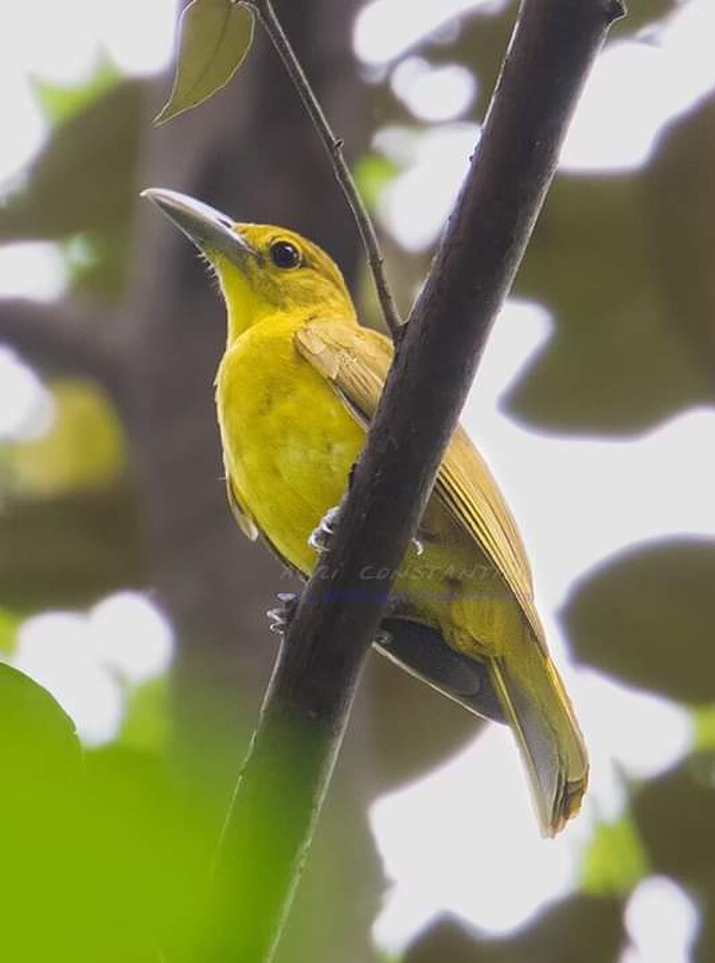 Isabela Oriole (Oriolus isabellae) photo