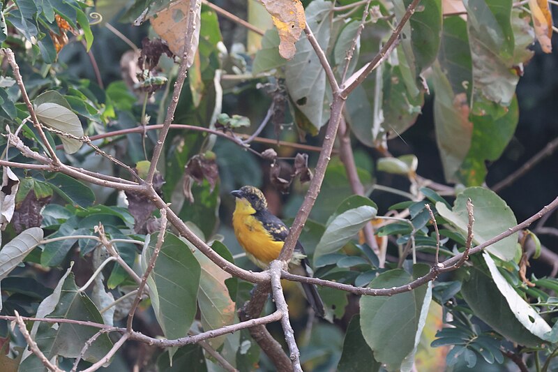 Yellow-breasted Boubou (Laniarius atroflavus) photo