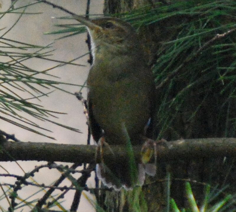 Sakhalin Grasshopper Warbler (Helopsaltes amnicola) photo