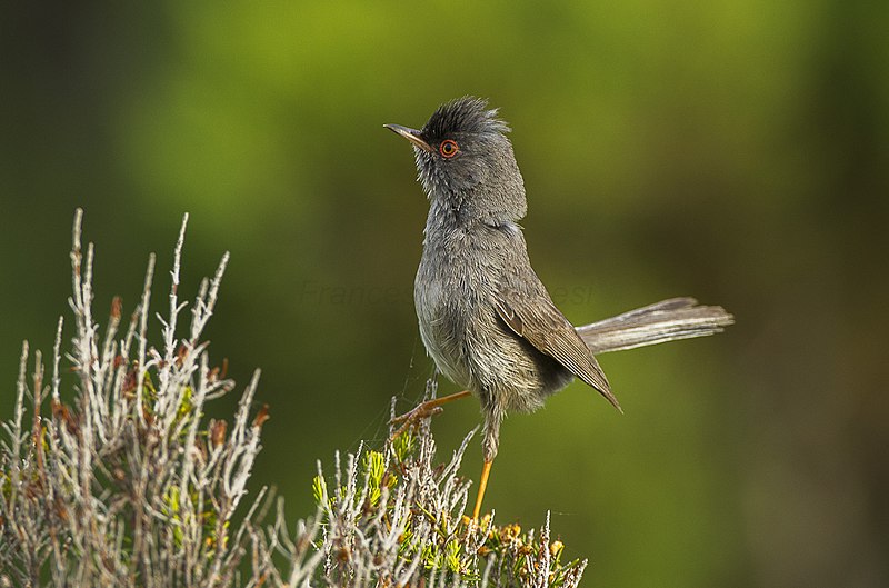 Marmora's Warbler (Curruca sarda) photo