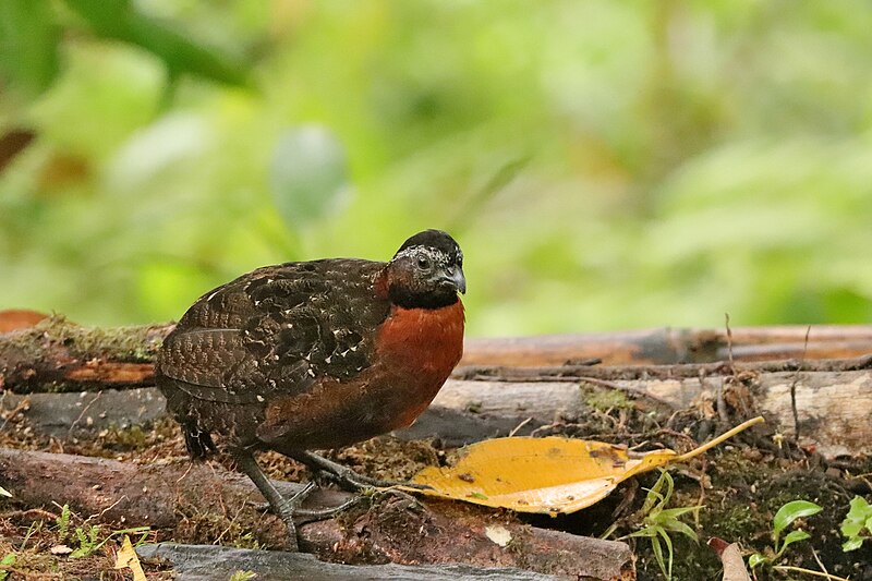 Rufous-breasted Wood-Quail (Odontophorus speciosus) photo