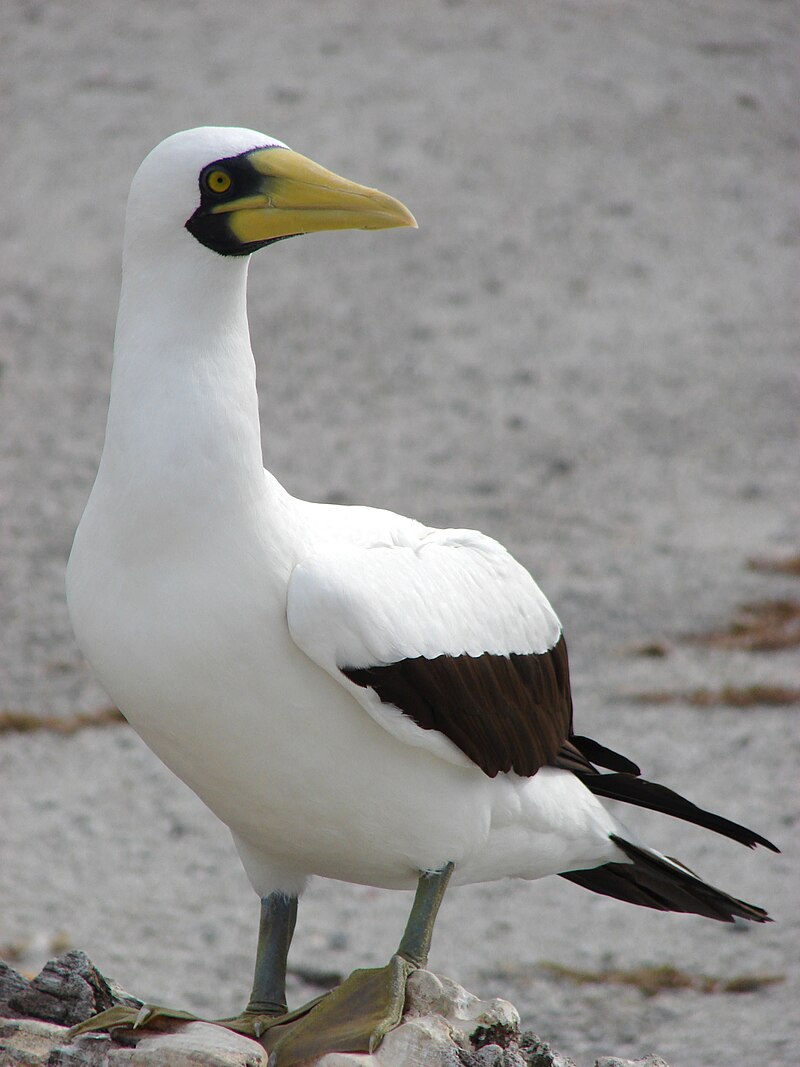 Masked Booby (Sula dactylatra) photo