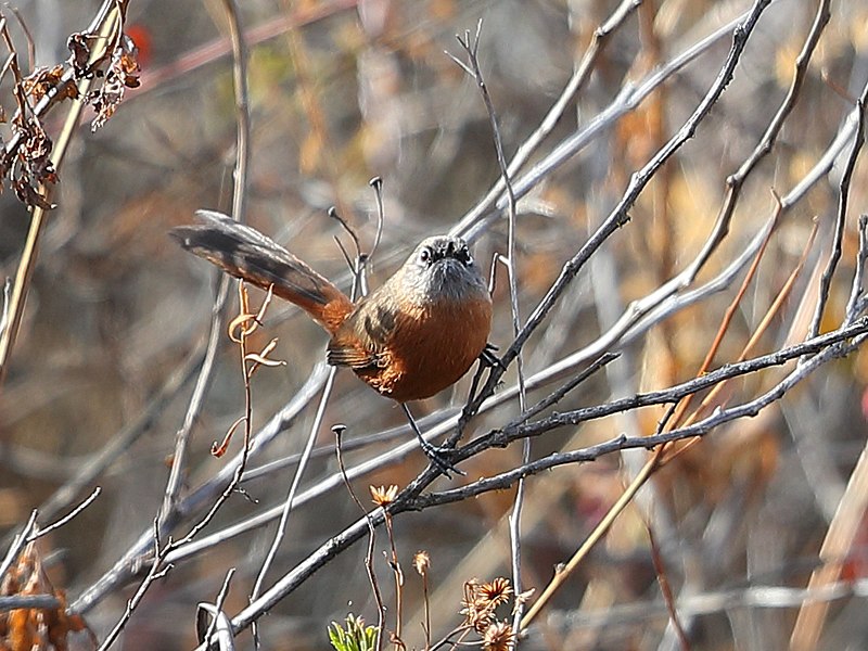 Russet-bellied Spinetail (Synallaxis zimmeri) photo