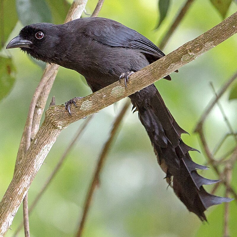 Ratchet-tailed Treepie (Temnurus temnurus) photo