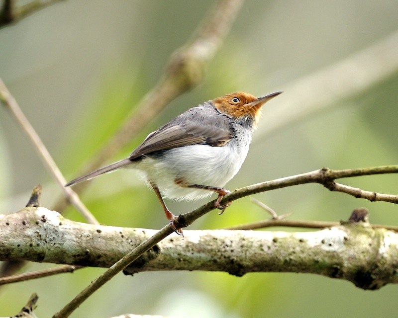 Ashy Tailorbird (Orthotomus ruficeps) photo