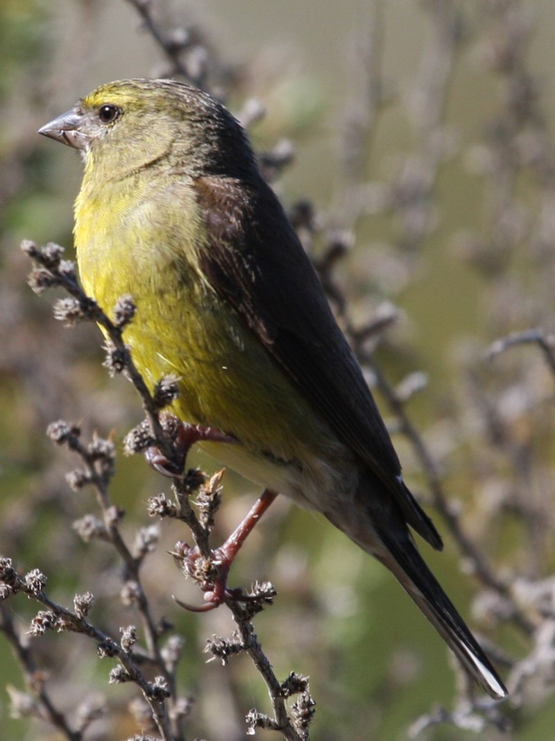 Cape Siskin (Crithagra totta) photo