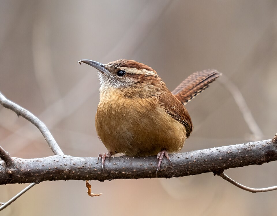 Carolina Wren (Thryothorus ludovicianus)