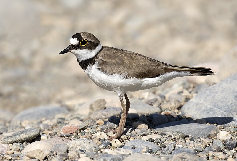 Little Ringed Plover (Thinornis dubius) photo