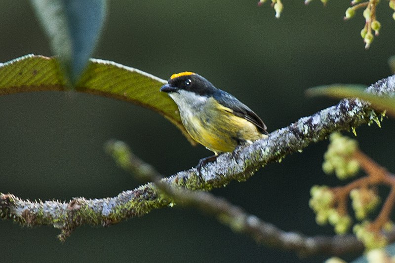 Yellow-crowned Flowerpecker (Dicaeum anthonyi) photo