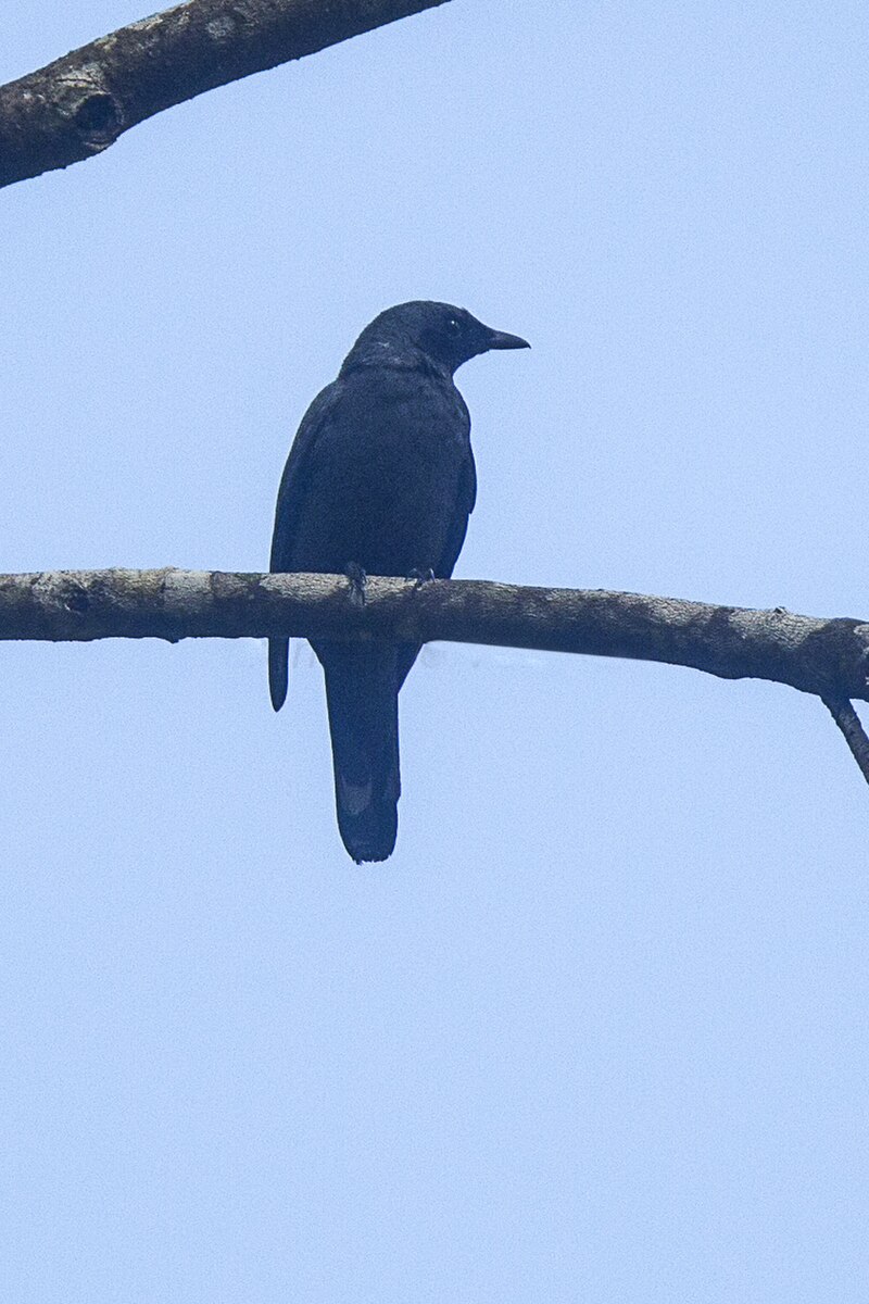 Halmahera Cuckooshrike (Coracina parvula) photo