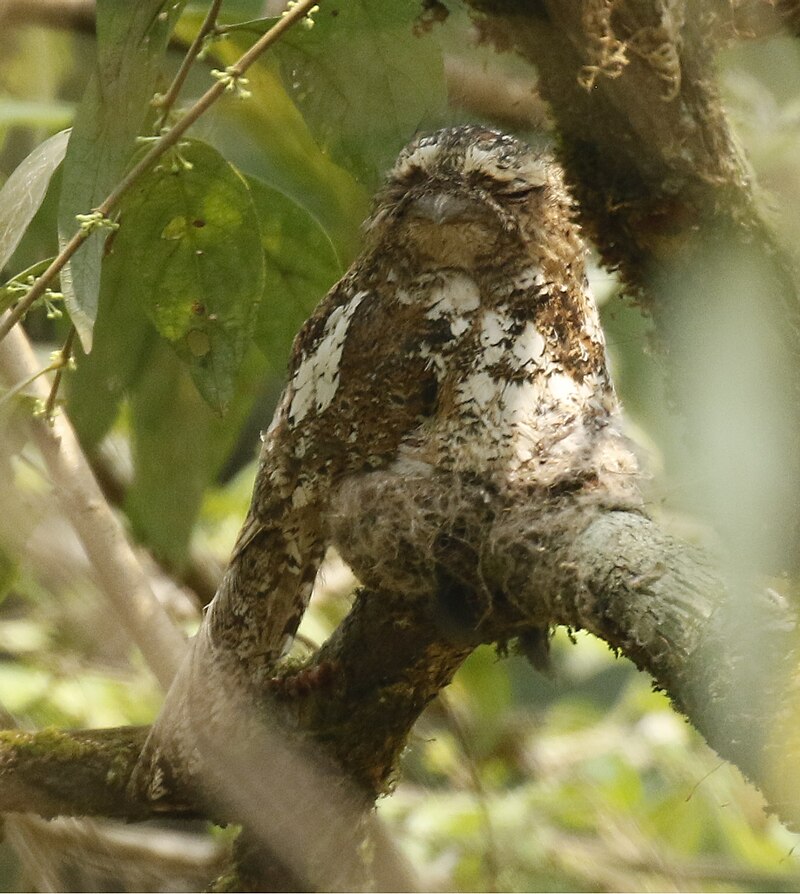 Hodgson's Frogmouth (Batrachostomus hodgsoni) photo