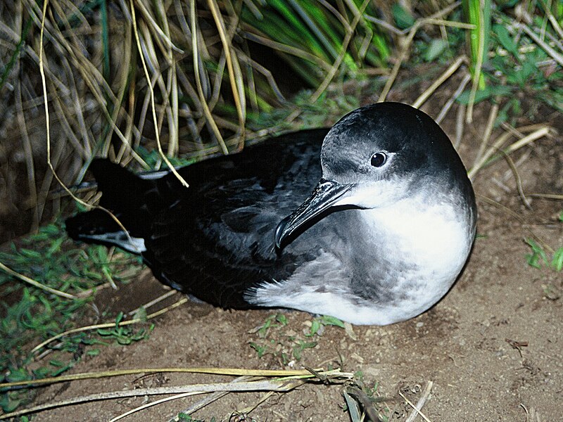 Hutton's Shearwater (Puffinus huttoni) photo