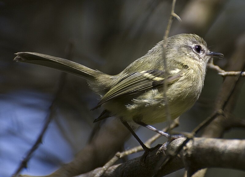 Mottle-cheeked Tyrannulet (Phylloscartes ventralis) photo