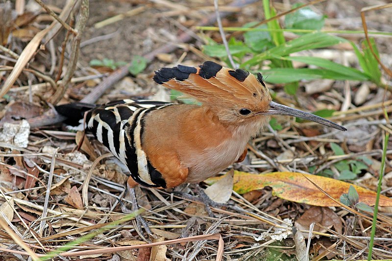 Madagascar Hoopoe (Upupa marginata) photo