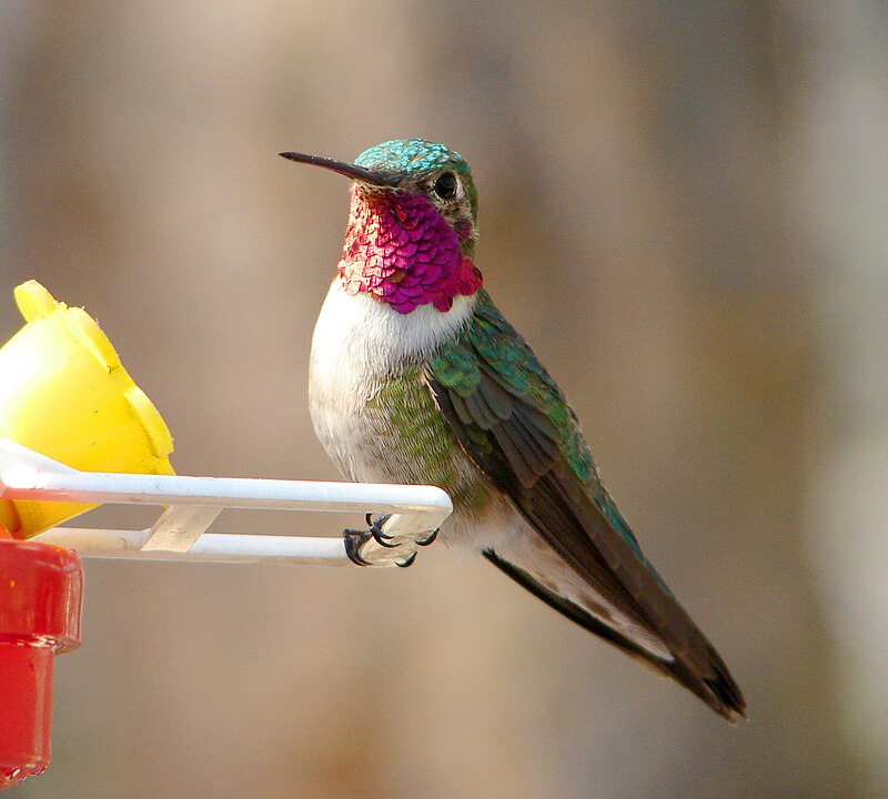 Broad-tailed Hummingbird (Selasphorus platycercus) photo