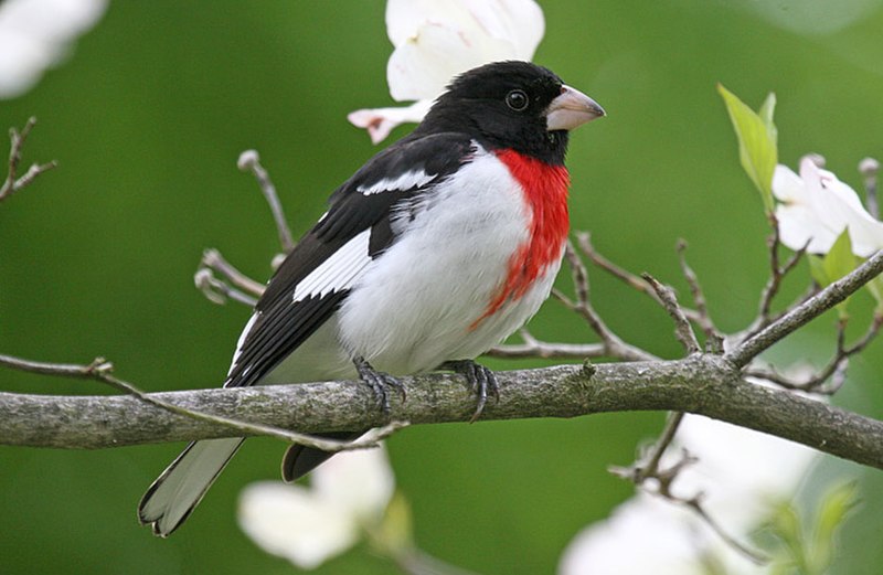 Rose-breasted Grosbeak (Pheucticus ludovicianus) photo