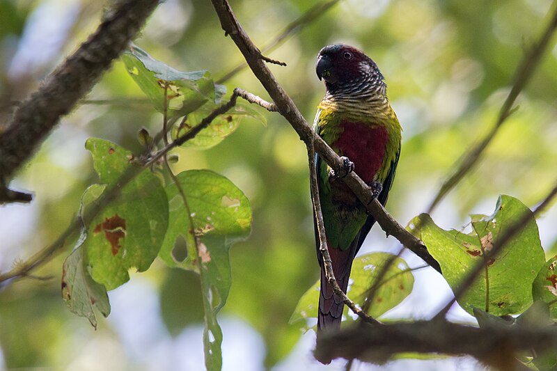 Venezuelan Parakeet (Pyrrhura emma) photo
