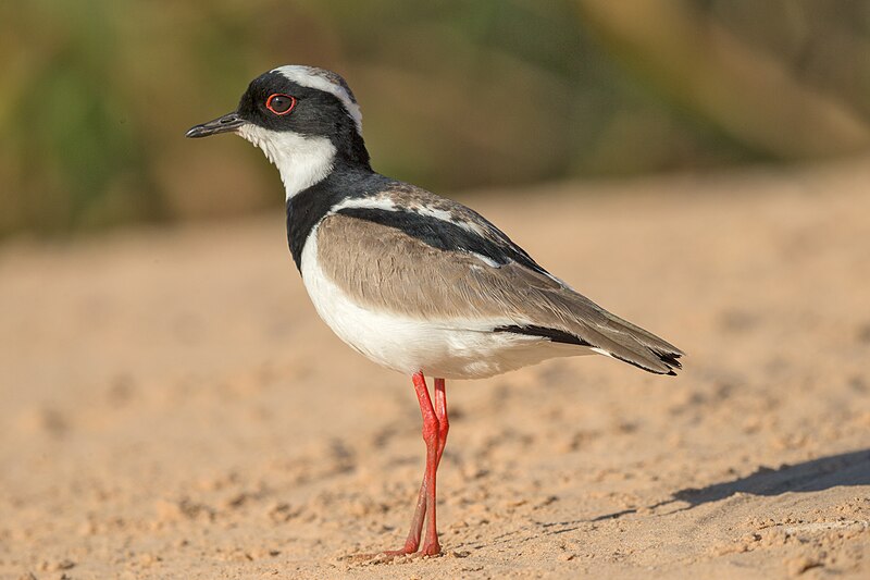 Pied Plover (Hoploxypterus cayanus) photo