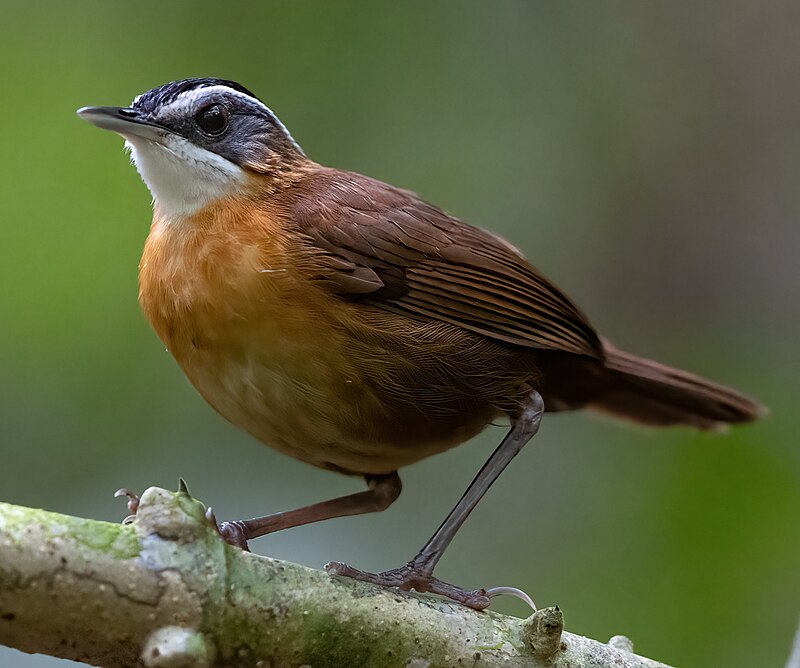 Bornean Black-capped Babbler (Pellorneum capistratoides) photo