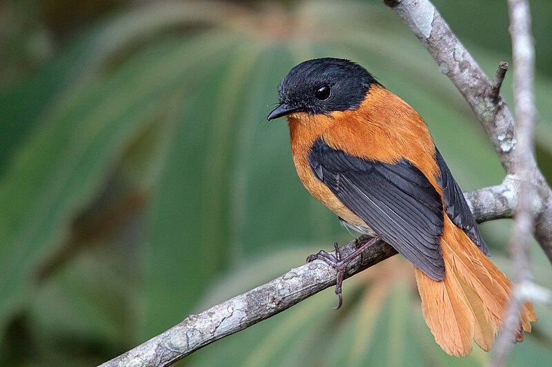 Black-and-orange Flycatcher (Ficedula nigrorufa) photo