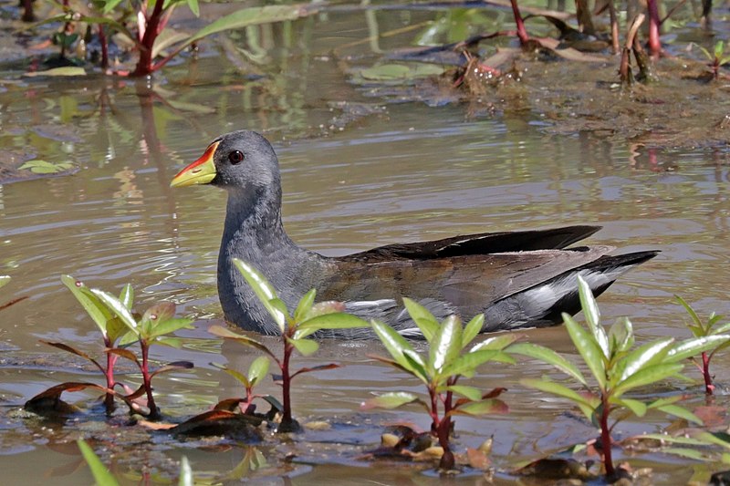 Lesser Moorhen (Paragallinula angulata) photo