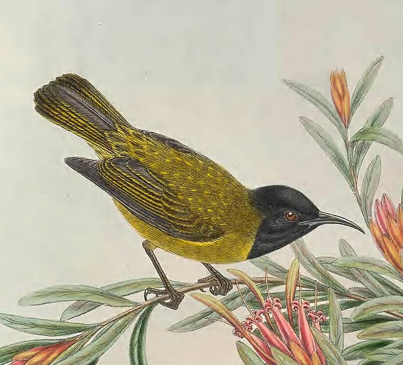 Black-headed Myzomela (Myzomela melanocephala) photo