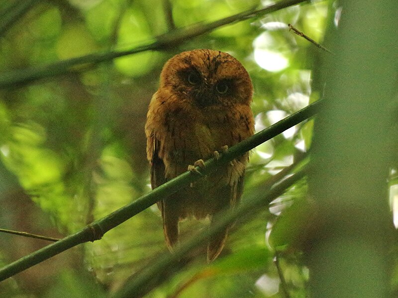 Sao Tome Scops-Owl (Otus hartlaubi) photo