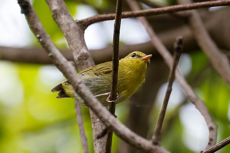Laura's Woodland-Warbler (Phylloscopus laurae) photo