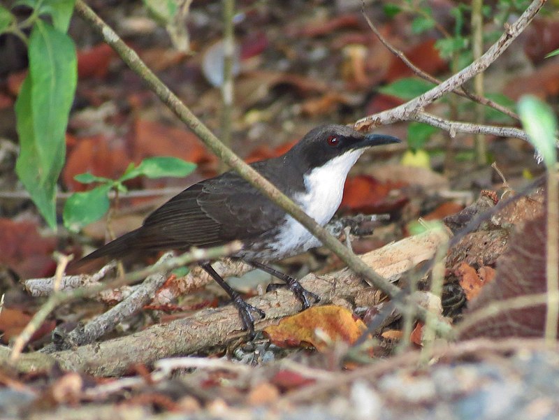 Martinique Thrasher (Ramphocinclus brachyurus) photo