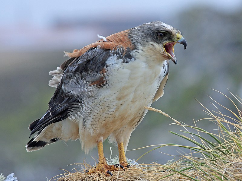 Variable Hawk (Geranoaetus polyosoma) photo