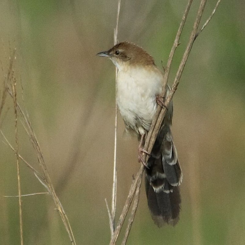 Fan-tailed Grassbird (Catriscus brevirostris) photo