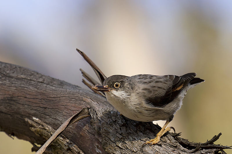 Varied Sittella (Daphoenositta chrysoptera) photo