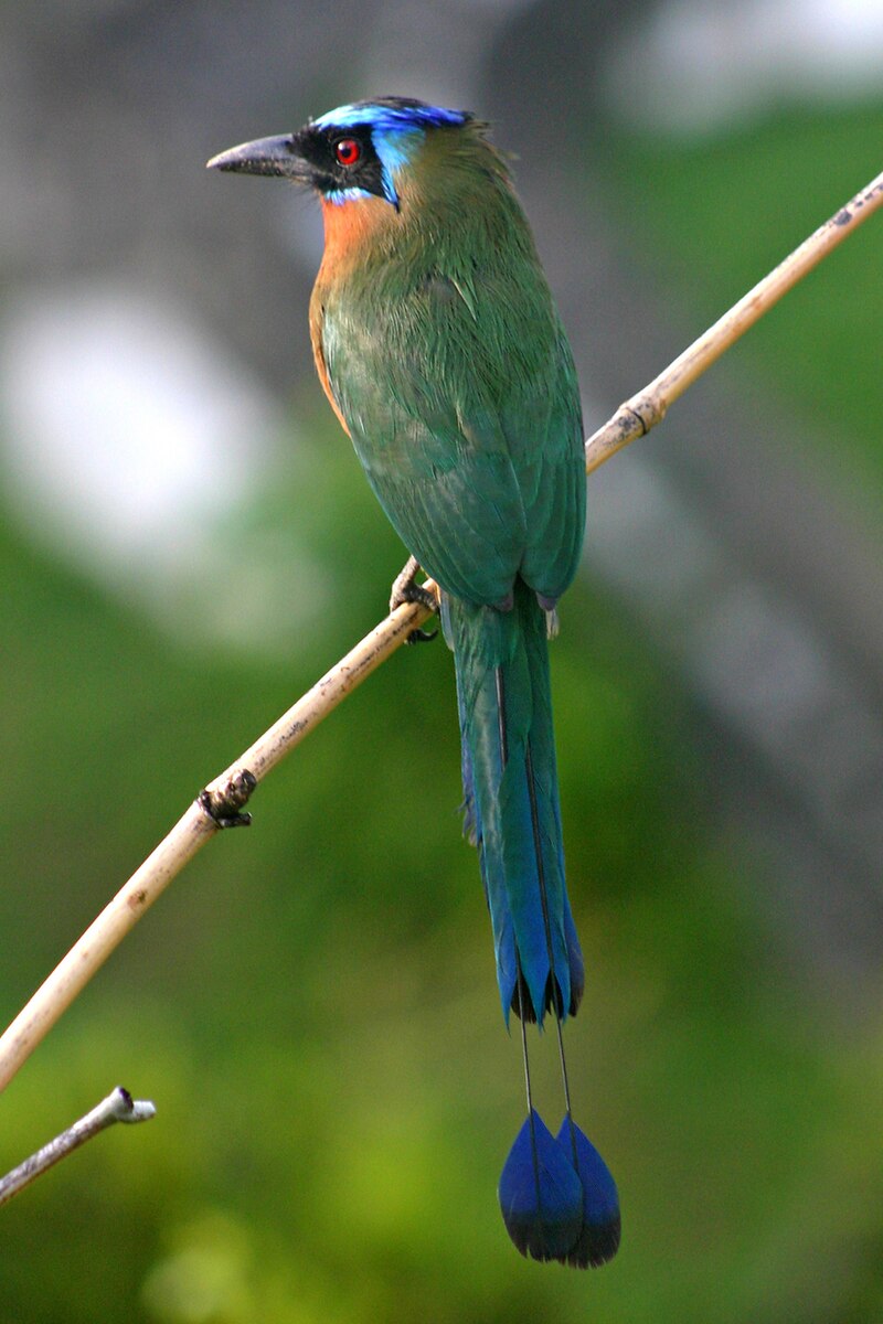 Trinidad Motmot (Momotus bahamensis) photo