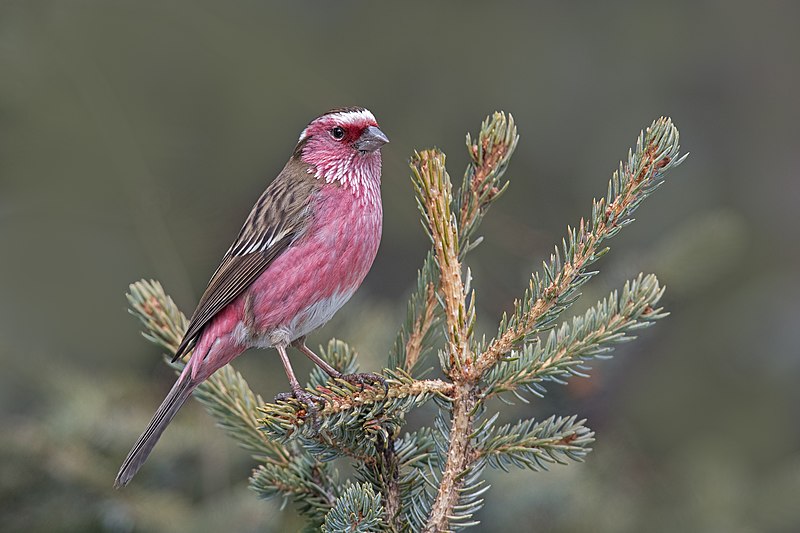 Chinese White-browed Rosefinch (Carpodacus dubius) photo