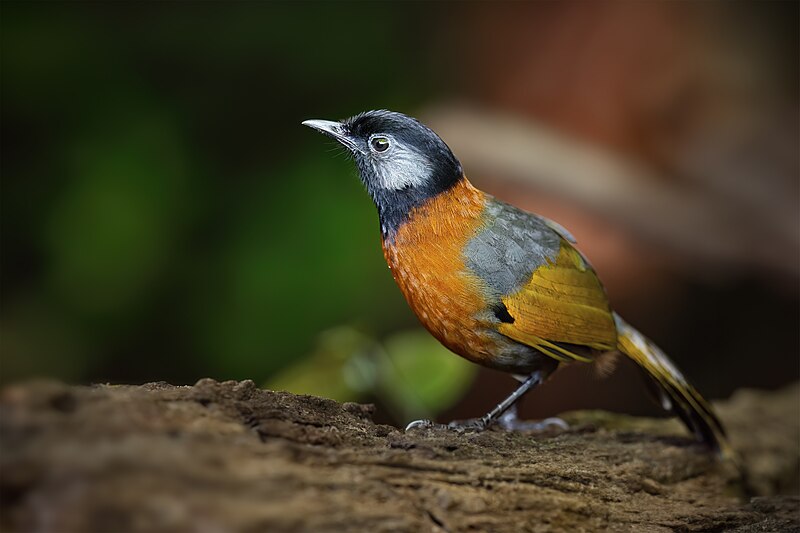 Collared Laughingthrush (Trochalopteron yersini) photo