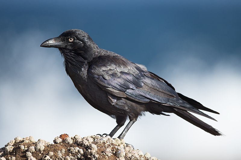 Australian Raven (Corvus coronoides) photo