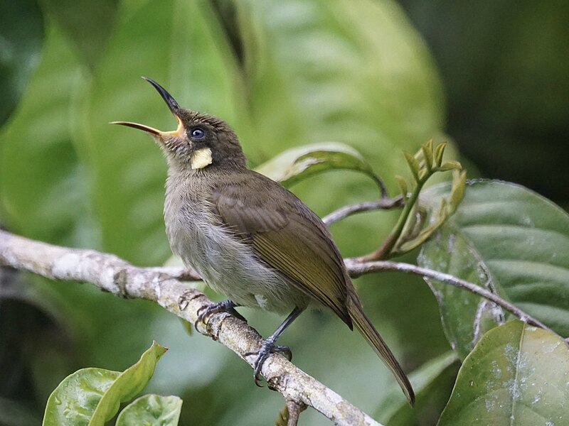 Graceful Honeyeater (Meliphaga gracilis) photo