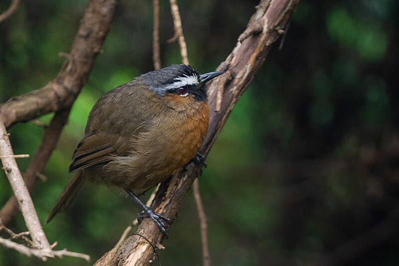 Nilgiri Laughingthrush (Montecincla cachinnans) photo