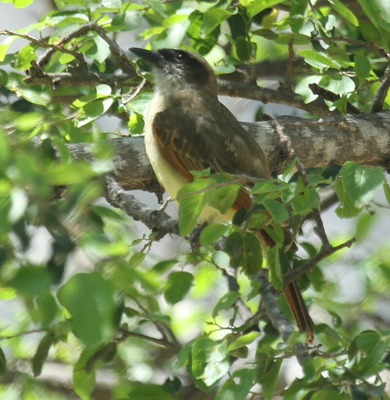 Baird's Flycatcher (Myiodynastes bairdii) photo