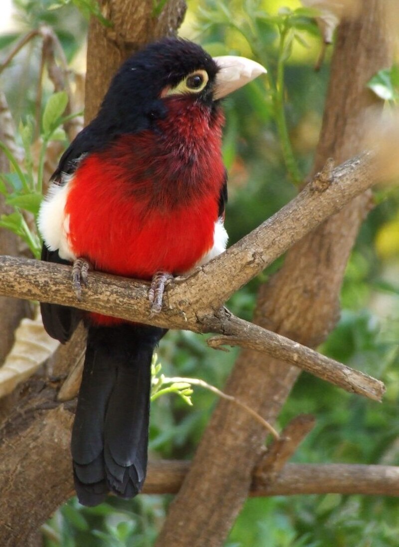 Double-toothed Barbet (Pogonornis bidentatus) photo