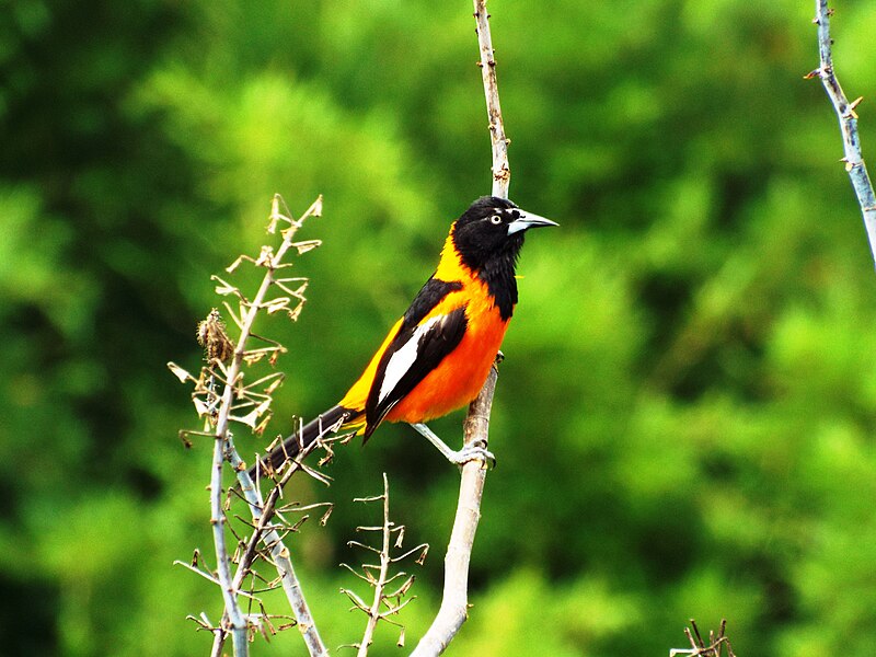 Campo Troupial (Icterus jamacaii) photo