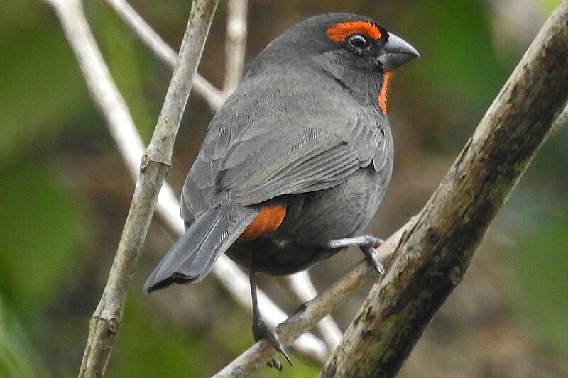 Greater Antillean Bullfinch (Melopyrrha violacea) photo